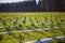 Field of blueberries, bushes with future berries against the blue sky. Farm with berries