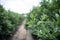 Field of blueberries at a farm