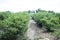 Field of blueberries at a farm