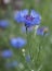 Field bluebonnet flower