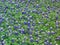 Field of Bluebonnets