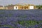 Field of bluebonnets in bloom Spring Willow City Loop Rd. TX