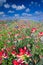 Field of Bluebonnets and Indian Paintbrush Wildflowers