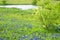 Field of bluebonnets by small pond in spring photo with art effect