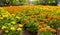 A field of Bonanza Yellow and Orange flowers in a summer at a botanical garden.