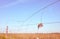 Field boundary wire fence against the sky at sunset, retro colors applied