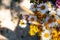 Field bouquet of daisies, clover, small yellow flowers and various grasses on a black background