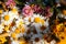 Field bouquet of daisies, clover, small yellow flowers and various grasses on a black background