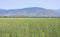 Field of bread grains