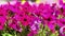 Field of bright beautiful pink petunia flowers in a city park at sunny summer day.