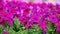 Field of bright beautiful pink petunia flowers in a city park at sunny summer day.