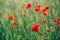 Field of bright red poppy flowers. Summer time. Background with copy space. Blooming poppies garden. Colorful meadow