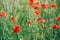 Field of bright red poppy flowers. Summer time. Background with copy space. Blooming poppies garden. Colorful meadow