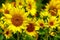 Field of bright tropical sunflowers during spring