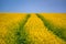 Field of bright yellow rapeseed in spring