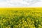 Field of bright yellow rapeseed in spring