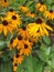 A field of bright yellow Rudbeckia Fulgida cone flowers