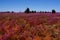 Field of Broad-Leaf Parakeelya flowers in the Australian Desert