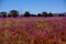 Field of Broad-Leaf Parakeelya flowers in the Australian Desert