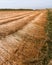 Field with brown cut flax in rows drying in the sun