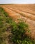 Field with brown cut flax in rows drying in the sun