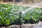 Field of brussel sprouts plants on the Pacific Coast near Santa Cruz, California