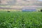 Field of Brussels sprouts plants