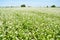 Field of buckwheat