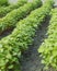 Field buckwheat. Horticultural rows buckwheat