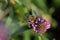 Field bumblebee sucks nectar from a red clover blossom