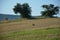 A Field bunny on stubble field with hay bales in nature