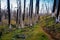 Field of burned dead conifer trees with hollow branches in beautiful old forest after devastating wildfire in Oregon