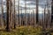 Field of burned dead conifer trees with hollow branches in beautiful old forest after devastating wildfire in Oregon, with beautif