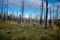 Field of burned dead conifer trees with hollow branches in beautiful old forest after devastating wildfire in Oregon, with beautif
