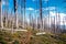 Field of burned dead conifer trees with hollow branches in beautiful old forest after devastating wildfire in Oregon, USA