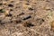 Field with burnt grass and ashes after wildfire, damage ecology, forest fires