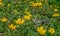 Field of Buttercup ,Ranunculus acris, meadow buttercup, tall buttercup, common buttercup, giant buttercup