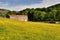 Field of Buttercups & barn