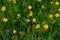 Field of buttercups and purple clover flowers , selective focus