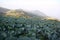 Field cabbage in mountain