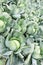 Field of cabbage plants