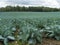 Field of cabbages