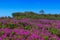 Field on the Cabo da Roca, Portugal - westernmost point of mainland Europe