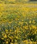 A field of California Brittlebush