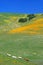 Field of California poppies in bloom with wildflowers, Lancaster, Antelope Valley, CA