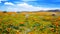 Field of Californian Golden Poppies in Bloom