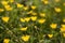 Field with Californian poppies