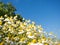 Field of camomile