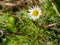 Field camomile Anthemis arvensis in spring