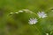 Field camomile macro close-up